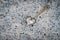 Close up of fish head, gray granite background, natural light