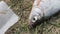 Close up fish lying on grass and breathing mouth. Water and ecology pollution