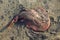 Close-up of a Fish stingray on a sand. Indian ocean