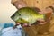 Close up of fisherman holding a Bluegill pan fish