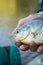 Close up of fisherman holding a freshwater bream