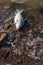 Close-up fishing line with method feeder and hooked a smallmouth buffalo Ictiobus bubalus near rocky shoreline