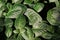 Close-up of fittonia nerve plant a genus of flowering plants