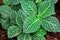 Close-up of Fittonia White Anne leaf. Nature texture background