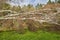 Close up of five big birch trees are downed in garden after strong tornado and wing storm. Disaster for insurance company