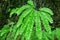 Close up of Five finger fern Adiantum aleuticum, Prairie Creek Redwoods State Park, California