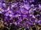 Close-up of five-petalled purple flowers with prominent yellow anthers of rosette-forming evergreen perennial plant Pyrenean-