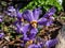 Close-up of five-petalled purple flowers with prominent yellow anthers of rosette-forming evergreen perennial plant Pyrenean-