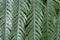 Close up of five textured leaves of a Giant Chain Fern