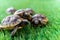 Close up of five young hermann turtles on a synthetic grass