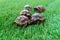 Close up of five young hermann turtles on a synthetic grass