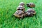 Close up of five young hermann turtles on a synthetic grass