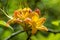 Close Up of Flame Azalea Flowers