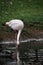 A close up of a Flamingo