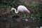 A close up of a Flamingo