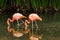 Close up of a flamingo exotic tropical rare bird in its natural environment.