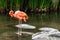 Close up of a flamingo exotic tropical rare bird in its natural environment.