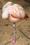 Close up of a flamingo exotic tropical rare bird wildlife animal in nature.