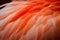 Close up of Flamingo feathers
