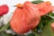 Close-up of Flamingo Flower or Anthurium scherzerianum red blossom.