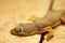 Close-up The flat-tailed house gecko shedding skin at the head.