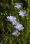 Close up Flax flower.Linum perenne \'Sapphire\'