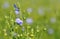 Close-up on flax flowers