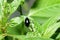 Close-up flea beetle black insect with dung on leaf