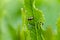 close-up flea beetle black insect with dung on leaf