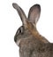 Close-up of Flemish Giant rabbit