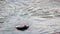 Close-up of a floating penguin in the water.