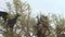 Close-up of flock of black goats in an argan tree eating the argan nuts, Tree Climbing Goats In Morocco, A group of