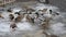 Close-up of a flock of ducks being fed in Mezhyhirya in January 2015