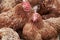 Close-up of a flock of hens on organic chicken farm
