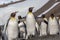 Close up of flock of king penguins in St. Andrews bay