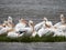 Close Up of a Flock of Pelicans on a Grassy Island