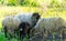 Close up of flock of sheep grazing in meadow