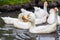 A close-up of a flock of white geese and ducks with orange beaks huddled on the water in a pond on a farm for meat. Domestic bird