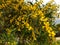 Close up floral yellow mimosa tree spring flowers acacia dealbata