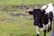 Close up Florida Cracker Cattle wanting a treat