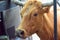 Close up Florida Cracker Cattle wanting a treat