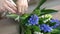 Close up of florist quickly ties a white and blue hyacinths flowers bouquet with a white twine. Composition decorated by skimmia.