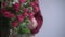 Close-up of a florist woman`s hand in a flower apron cuts the stems of a bouquet of pink roses with shears in a flower shop at wor