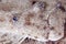 Close-up of a flounder in Gray\\\'s Reef National Marine Sanctuary.