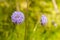 Close-up of a flower.