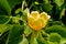 Close up of a flower of an adult American tulip tree, Liriodendron tulipifera