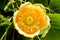 Close up of a flower of an adult American tulip tree, Liriodendron tulipifera