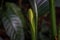 close up of a flower anthurium