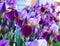 Close-up of a flower of bearded iris Iris germanica. Flower be