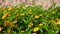 Close-up, flower bed with bright yellow flowers and lush green grass